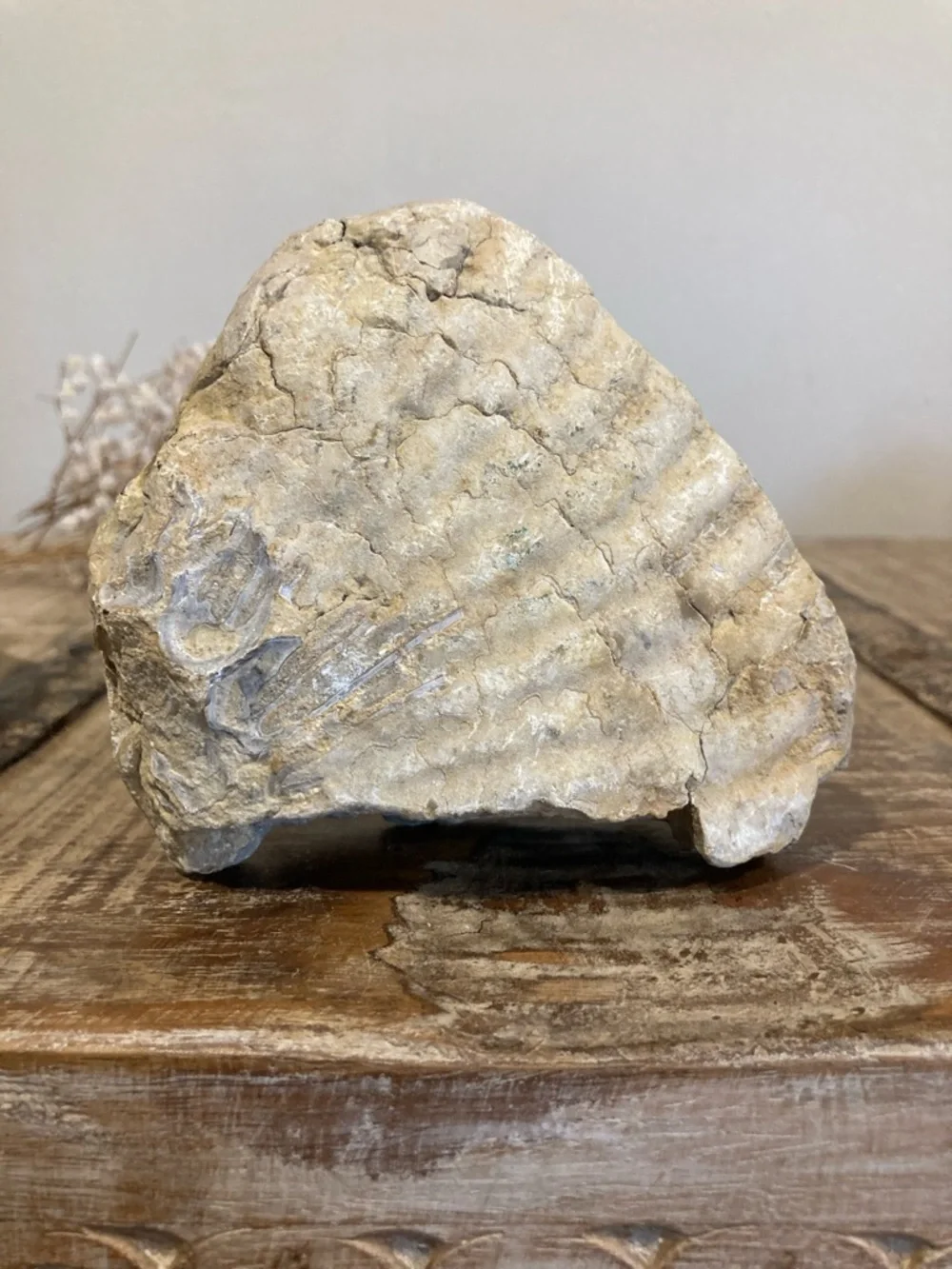 Fossilized Shell Chunk Stone Decor